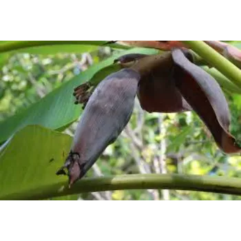 Dark Brown Banana Flower